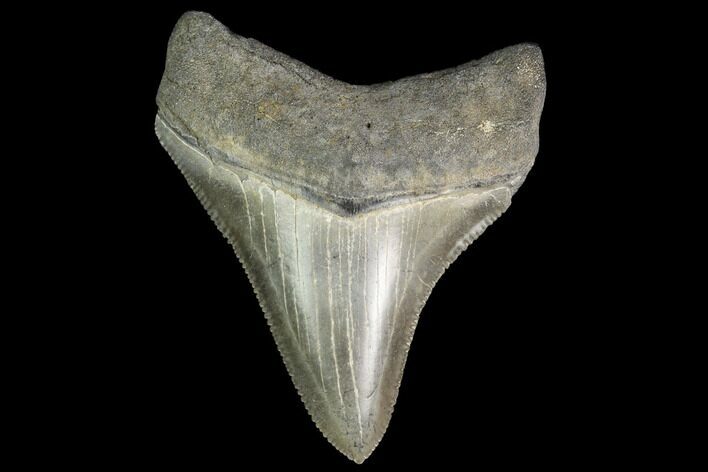 Serrated, Juvenile Megalodon Tooth - Georgia #142339